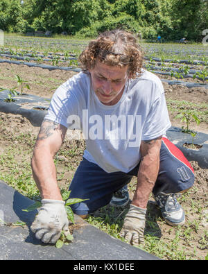 Die Menschen auf dem Bauernhof produziert, dass Gemüse für die Worcester Food Coop arbeiten Stockfoto