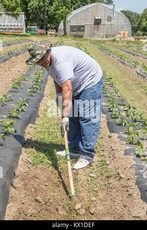 Die Menschen auf dem Bauernhof produziert, dass Gemüse für die Worcester Food Coop arbeiten Stockfoto