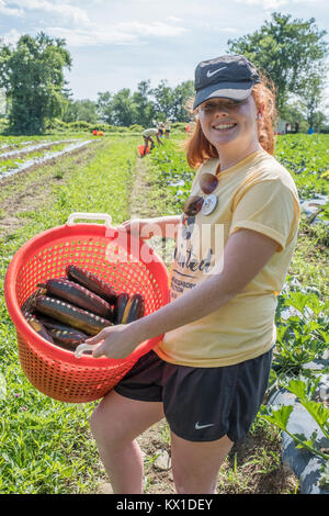 Die Menschen auf dem Bauernhof produziert, dass Gemüse für die Worcester Food Coop arbeiten Stockfoto
