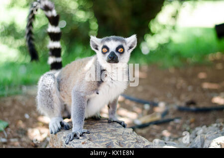 Close-up Portrait von Lemur catta Stockfoto