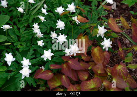 Anemone officinalis Vestal, weiß mit Blumen, Epimedium, marmoriert, gesprenkelte, Laub, Blätter, weiße, Blumen, Blume, Blüte, Garten, frühling, wald, Wald, Schatten Stockfoto