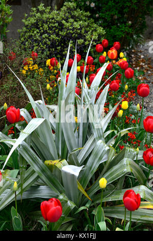 Astelia chathamica Silver Shadow, Apeldoorn, tulipa Tulipa golden Oxford, Erysimum cheiri Feuer König, Pittosporum tenuifolium Tom Thumb, Tulpen, Tulpen, Rot, y Stockfoto