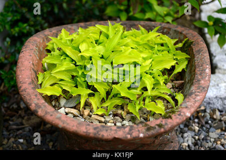 Hosta Lemon Lime, Funkien, Miniatur, kleine, Zwerg, Rebsorte, der Sorte, Terracotta, Topf, Container, Gartenbau, Garten, RM Floral Stockfoto