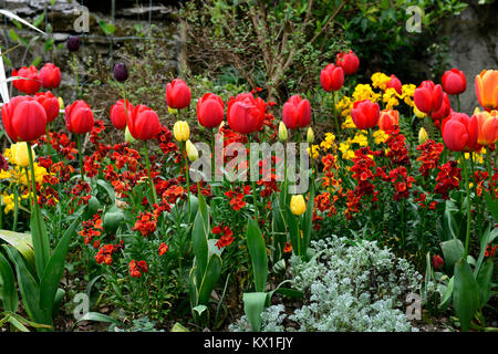 Apeldoorn, tulipa Tulipa golden Oxford,, Tulpen, Tulpen, Rot, Gelb, Erysimum cheiri Feuer König, wallflowers, Blumen, Blüte, RM Floral Stockfoto