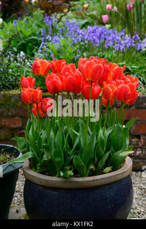 Tulipa apeldoorn Elite, darwin Hybrid, Rot, Tulip, Blumen, Display, Topf, Container, Garten, Gärten, Bluebells, Hintergrund, Kontrast, RM Floral Stockfoto