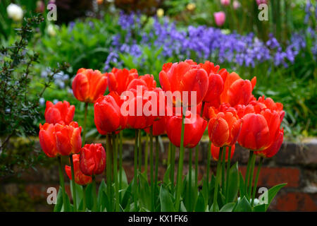 Tulipa apeldoorn Elite, darwin Hybrid, Rot, Tulip, Blumen, Display, Topf, Container, Garten, Gärten, Bluebells, Hintergrund, Kontrast, RM Floral Stockfoto