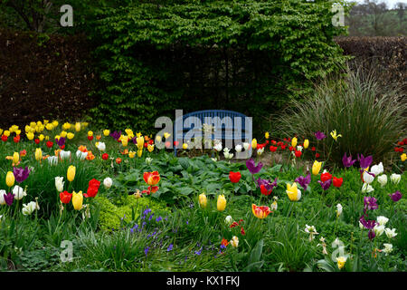 tulipa apeldoorn, apeldoorn Elite, oxford, Engel wünschen, deirdre, rembrandts, mischen, gemischt, Bett, Grenze, Tulpen, Tulpen Blumen, RM Floral Stockfoto