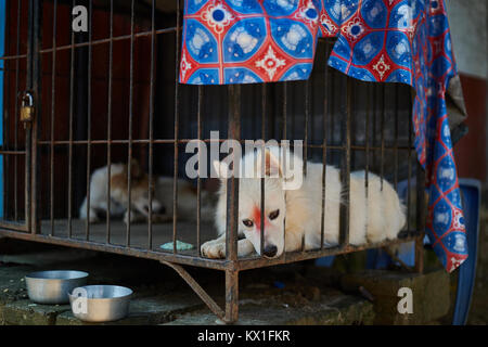 Hunde im Käfig, Nepal Stockfoto
