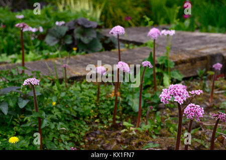 Darmera peltata, Regenschirm, indische Rhabarber, Blume, feuchten und sumpfigen, feucht, Garten, gehoben, Fußweg, Holz-, Pfad, Belag, RM floral Stockfoto