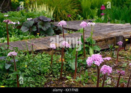 Darmera peltata, Regenschirm, indische Rhabarber, Blume, feuchten und sumpfigen, feucht, Garten, gehoben, Fußweg, Holz-, Pfad, Belag, RM floral Stockfoto