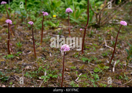 Darmera peltata, Regenschirm, indische Rhabarber, Blume, feuchten und sumpfigen, feucht, Garten, RM floral Stockfoto