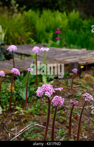 Darmera peltata, Regenschirm, indische Rhabarber, Blume, feuchten und sumpfigen, feucht, Garten, gehoben, Fußweg, Holz-, Pfad, Belag, RM floral Stockfoto