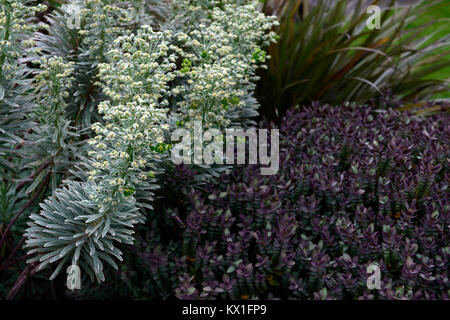 Euphorbia characias Tasmanian Tiger, bunte, Euphorbien, Wolfsmilch, spurges, Garten, Frühling, RM Floral Stockfoto