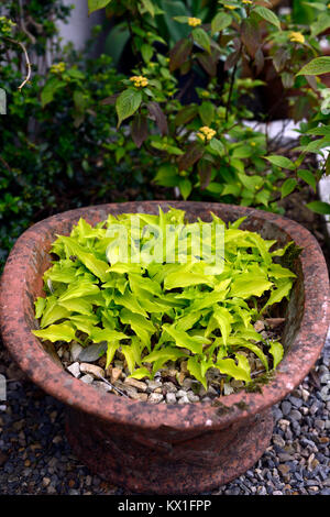 Hosta Lemon Lime, Funkien, Miniatur, kleine, Zwerg, Rebsorte, der Sorte, Terracotta, Topf, Container, Gartenbau, Garten, RM Floral Stockfoto