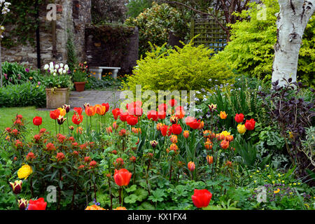 Tulipa apeldoorn Elite, darwin Hybrid, rot, Tulpe, Blumen, Display, RM Floral Stockfoto