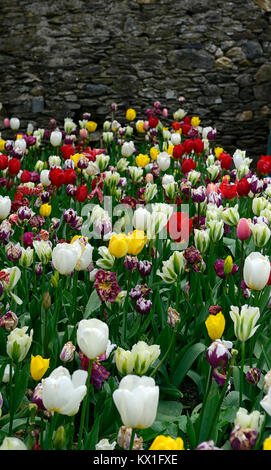 tulipa apeldoorn, apeldoorn Elite, oxford, Engel wünschen, deirdre, rembrandts, mischen, gemischt, Bett, Grenze, Tulpen, Tulpen Blumen, RM Floral Stockfoto