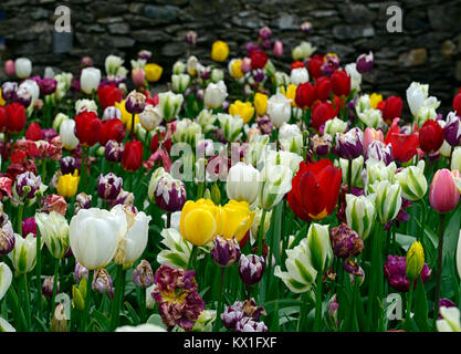 tulipa apeldoorn, apeldoorn Elite, oxford, Engel wünschen, deirdre, rembrandts, mischen, gemischt, Bett, Grenze, Tulpen, Tulpen Blumen, RM Floral Stockfoto