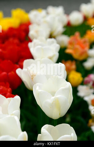 Tulipa Engel wünschen, Tulpen, Tulpen, weiß, Blumen, Blüte, RM Floral Stockfoto