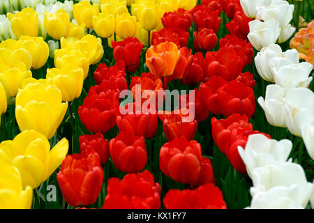 Tulipa Apeldoorn, Oxford, Tulipa tulipa Goldenen Engel wünschen, Tulpen, Tulpen, Rot, Gelb, Weiß, Blumen, Blüte, RM Floral Stockfoto