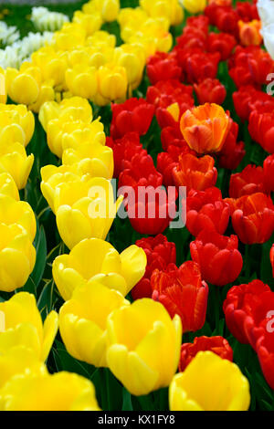 Apeldoorn, tulipa Tulipa golden Oxford,, Tulpen, Tulpen, Rot, Gelb, Weiß, Blumen, Blüte, RM Floral Stockfoto