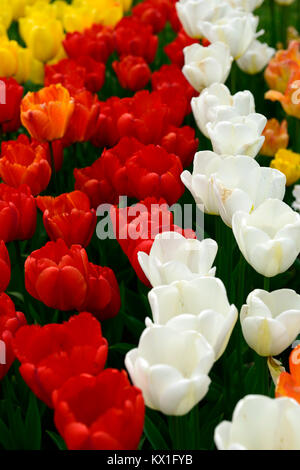 Apeldoorn, Tulipa tulipa Engel wünschen, Tulpen, Tulpen, Rot, Weiß, Blumen, Blüte, RM Floral Stockfoto