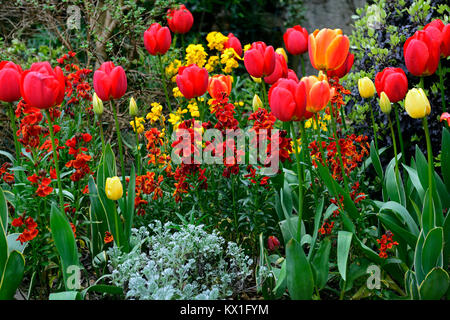 Apeldoorn, tulipa Tulipa golden Oxford,, Tulpen, Tulpen, Rot, Gelb, Erysimum cheiri Feuer König, wallflowers, Blumen, Blüte, RM Floral Stockfoto