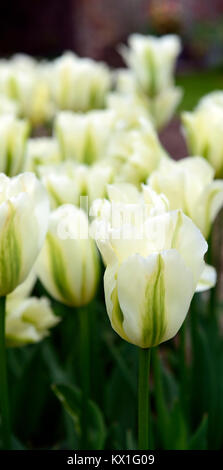 Tulipa Deirdre, Tulpen, Tulpen, Grün und Weiß, Blume, Blumen, Blüte, RM Floral Stockfoto