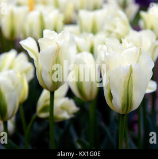 Tulipa Deirdre, Tulpen, Tulpen, Grün und Weiß, Blume, Blumen, Blüte, RM Floral Stockfoto