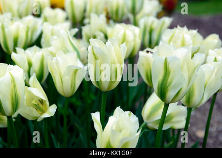 Tulipa Deirdre, Tulpen, Tulpen, Grün und Weiß, Blume, Blumen, Blüte, RM Floral Stockfoto