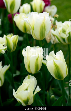 Tulipa Deirdre, Tulpen, Tulpen, Grün und Weiß, Blume, Blumen, Blüte, RM Floral Stockfoto