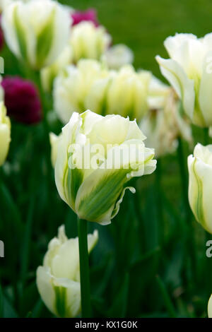 Tulipa Deirdre, Tulpen, Tulpen, Grün und Weiß, Blume, Blumen, Blüte, RM Floral Stockfoto