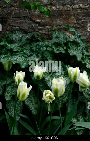 Tulipa Deirdre, Tulpen, Tulpen, Grün und Weiß, Blume, Blumen, Blüte, Arum italicum italicum subsp Marmoratum, Syn, Arum italicum pictum, Grün, Weiß, Plan Stockfoto