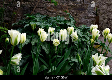 Tulipa Deirdre, Tulpen, Tulpen, Grün und Weiß, Blume, Blumen, Blüte, Arum italicum italicum subsp Marmoratum, Syn, Arum italicum pictum, Grün, Weiß, Plan Stockfoto