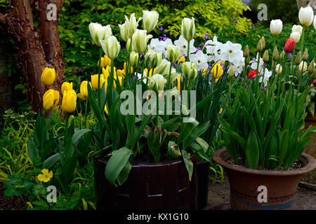 Tulipa tulipa Deirdre, Oxford gelb, Container, Topf, Töpfe, Tulpen, Tulpen, Grün, Weiß, Gelb, Blume, Blumen, Blüte, RM Floral Stockfoto