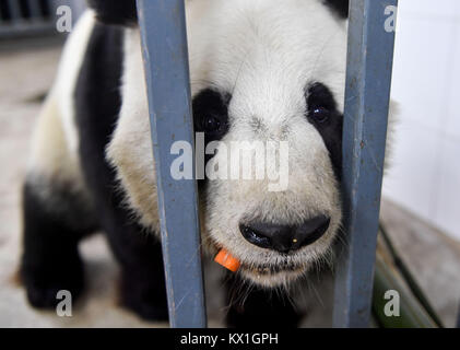 Changchung, China. 6. Januar, 2018. (180106) - CHANGCHUN, Januar 6, 2018 (Xinhua) - Panda bin ger Meng' isst im Panda Halle der Sibirischen Tiger Park in Changchun, im Nordosten Chinas in der Provinz Jilin, Jan. 5, 2018. Lokale Temperatur fiel bis 15 Grad unter null Grad Celsius nach anlässlich des 'Xiaohan' (weniger kalt), der 23 der 24 solar. Quelle: Xinhua/Alamy leben Nachrichten Stockfoto