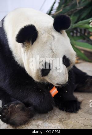 Changchung, China. 6. Januar, 2018. (180106) - CHANGCHUN, Januar 6, 2018 (Xinhua) - Panda bin ger Meng' isst im Panda Halle der Sibirischen Tiger Park in Changchun, im Nordosten Chinas in der Provinz Jilin, Jan. 5, 2018. Lokale Temperatur fiel bis 15 Grad unter null Grad Celsius nach anlässlich des 'Xiaohan' (weniger kalt), der 23 der 24 solar. Quelle: Xinhua/Alamy leben Nachrichten Stockfoto