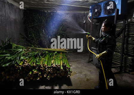 Changchung, China. 6. Januar, 2018. (180106) - CHANGCHUN, Januar 6, 2018 (Xinhua) - ein Arbeitnehmer Sprays die neu angekommenen Bambusse mit Wasser in einem thermostatischen Lagerung im Panda Halle der Sibirischen Tiger Park in Changchun, im Nordosten Chinas in der Provinz Jilin, Jan. 5, 2018. Lokale Temperatur fiel bis 15 Grad unter null Grad Celsius nach anlässlich des 'Xiaohan' (weniger kalt), der 23 der 24 solar. Quelle: Xinhua/Alamy leben Nachrichten Stockfoto