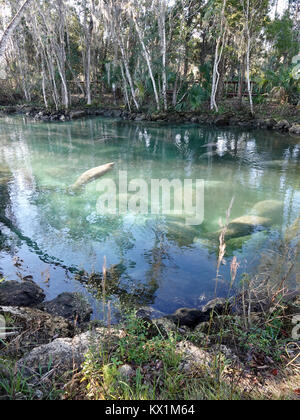 Crystal River, Florida, USA, 06. Januar 2018. Kalte Temperaturen an der Westküste von Florida die Seekühe (Trichechus Manatus) Tierheim in warmen, geschützten Bereiche, wie die natürliche Federn bei "Drei Schwestern." äußerst kaltem Wetter ist eine ernsthafte Bedrohung für diese sanften Säugetiere, aber die ständige, 74 F Temperatur der Federn viel liefert die erforderlichen Erleichterung. Credit: Cecile Marion/Alamy leben Nachrichten Stockfoto