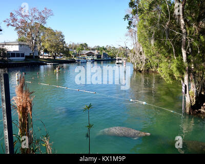 Crystal River, Florida, USA, 06. Januar 2018. Kalte Temperaturen an der Westküste von Florida manatees verursacht sind in warmen Unterschlupf zu suchen, geschützte Bereiche, wie die natürliche Federn bei "Drei Schwestern." äußerst kaltem Wetter ist eine ernsthafte Bedrohung für diese sanften Säugetiere, aber die ständige, 74 F Temperatur der Federn viel liefert die erforderlichen Erleichterung. Credit: Cecile Marion/Alamy leben Nachrichten Stockfoto