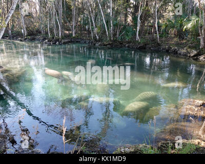 Crystal River, Florida, USA, 06. Januar 2018. Kalte Temperaturen an der Westküste von Florida die Seekühe (Trichechus Manatus latirostris) Tierheim in warmen, geschützten Bereiche, wie die natürliche Federn bei "Drei Schwestern." äußerst kaltem Wetter ist eine ernsthafte Bedrohung für diese sanften Säugetiere, aber die ständige, 74 F Temperatur der Federn viel liefert die erforderlichen Erleichterung. Credit: Cecile Marion/Alamy leben Nachrichten Stockfoto