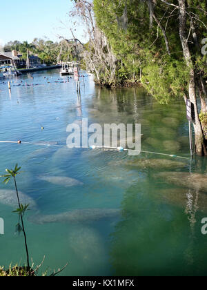 Crystal River, Florida, USA, 06. Januar 2018. Kalte Temperaturen an der Westküste von Florida die Seekühe (Trichechus Manatus) Tierheim in warmen, geschützten Bereiche, wie die natürliche Federn bei "Drei Schwestern." äußerst kaltem Wetter ist eine ernsthafte Bedrohung für diese sanften Säugetiere, aber die ständige, 74 F Temperatur der Federn viel liefert die erforderlichen Erleichterung. Credit: Cecile Marion/Alamy leben Nachrichten Stockfoto