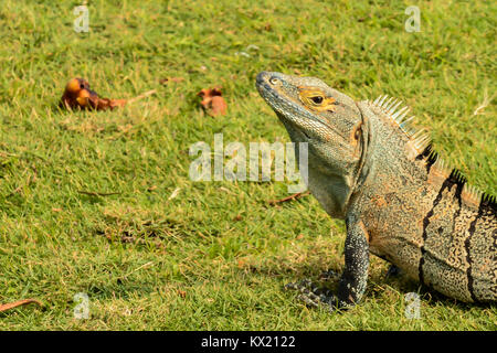 Eine Nahaufnahme von einem Stacheligen Tailed Iguana in einem Resort in Costa Rica. Stockfoto