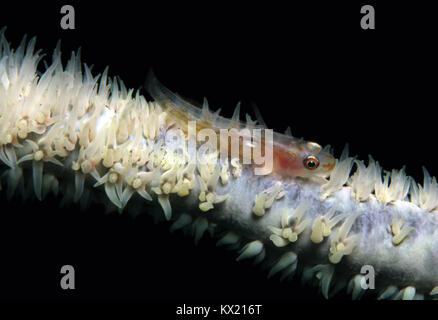 Toothy Grundel (Pleurosicya Mossambica-aka Common Ghost Goby, Viele-host Grundel) auf eine Peitsche Coral. Lembeh Strait, Indonesien Stockfoto