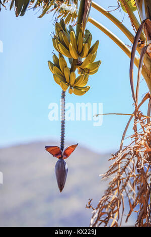 Bananen wachsen am Baum. Stockfoto