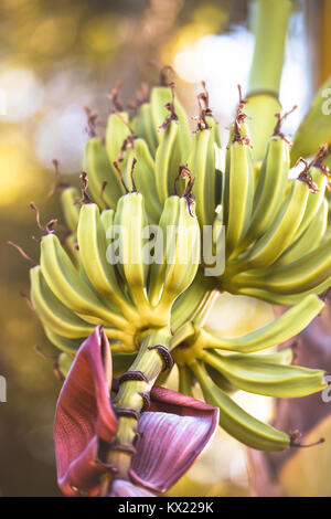 Bananen wachsen am Baum. Stockfoto