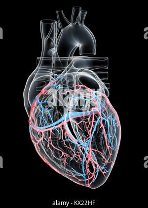 Das Herz des Menschen mit koronaren Blutgefäße, Illustration. Stockfoto