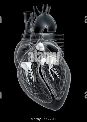Das menschliche Herz mit Ventilen, Illustration. Stockfoto