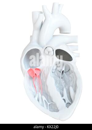 Menschliche Herz zeigt die Trikuspidalklappe, Querschnitt Abbildung. Stockfoto