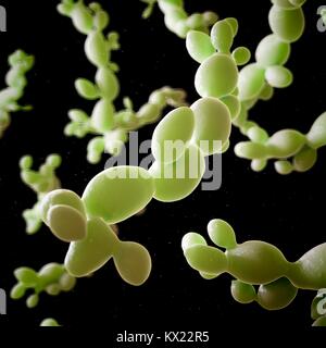 Candida albicans, Illustration. Stockfoto