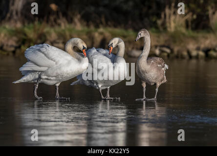 Ein paar der Höckerschwan und einen Shaker, in der Nähe auf einem gefrorenen Teich im Winter Stockfoto